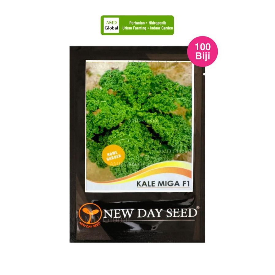 Benih Kale Keriting Hijau Miga F1 Kale Curly New Day Seed Kode 487