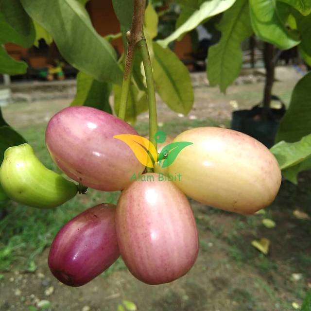 Bibit Juwet Putih Tanpa Biji (Cocok Di Tanam Pot)