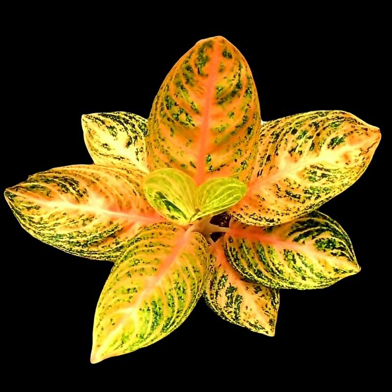 Aglonema Widuri Orange Langka