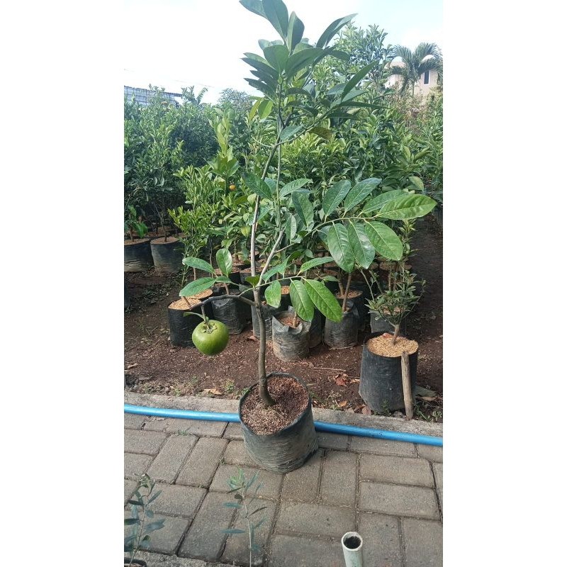 Black Sapote Giant Berbuah