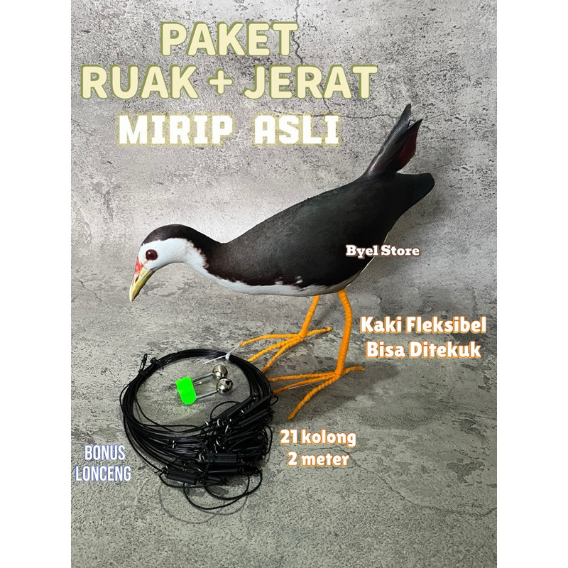 Perangkap Jebakan Burung Ruak Ruak Kareo Padi