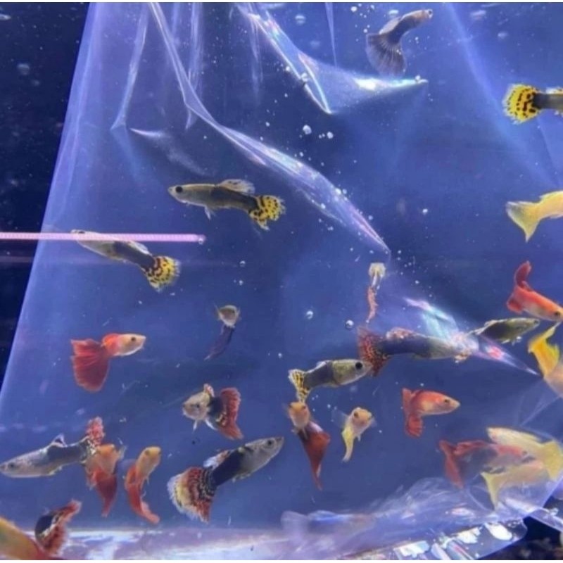paket guppy cendolan 5 pasang bonus tanaman air