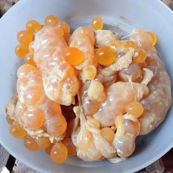 

Telur Ikan Manyung Fresh Frozen Terbaru