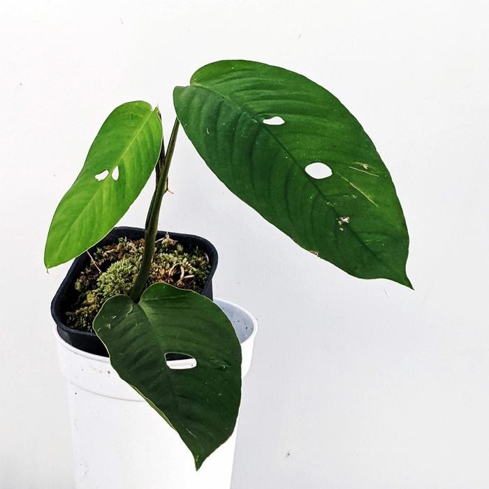 Bibit Tanaman Hias Rhaphidophora Foraminifera