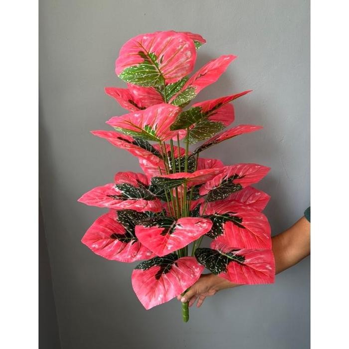 Pohon Tanaman Bibit Anggur Import Jenis Dixon Sudah Berbuah Berbunga