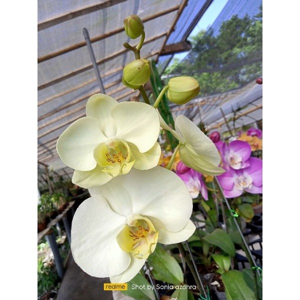 Flowersbloom Anggrek Remaja Angbul 35K