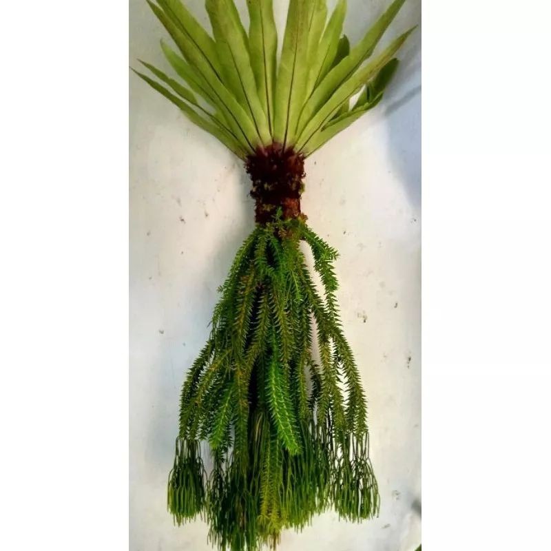 Flowersbloom Paket Hemat Rumbai / Kumpai Ekor Kera Kumpai Ekor Tikus Kumpai Bintang Plus Kadaka