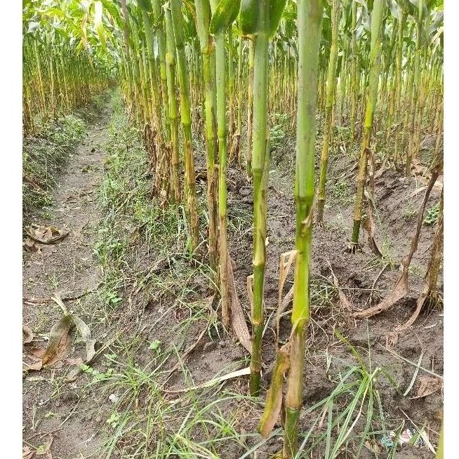 Flowersbloom Bibit Jagung Berlian 415 Bersertifikat Resmi Sukmaraga Asli/Original