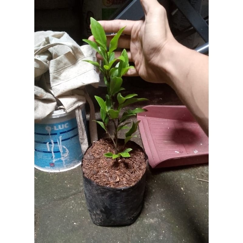 Flowersbloom Tanaman Cempaka Mulya