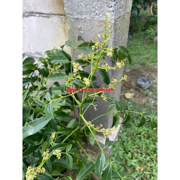 Flowersbloom Bibit Kedondong Jumbo Super Cepat Berbuah