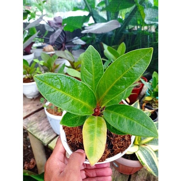 Happygardens Jemani Mangkok Remaja