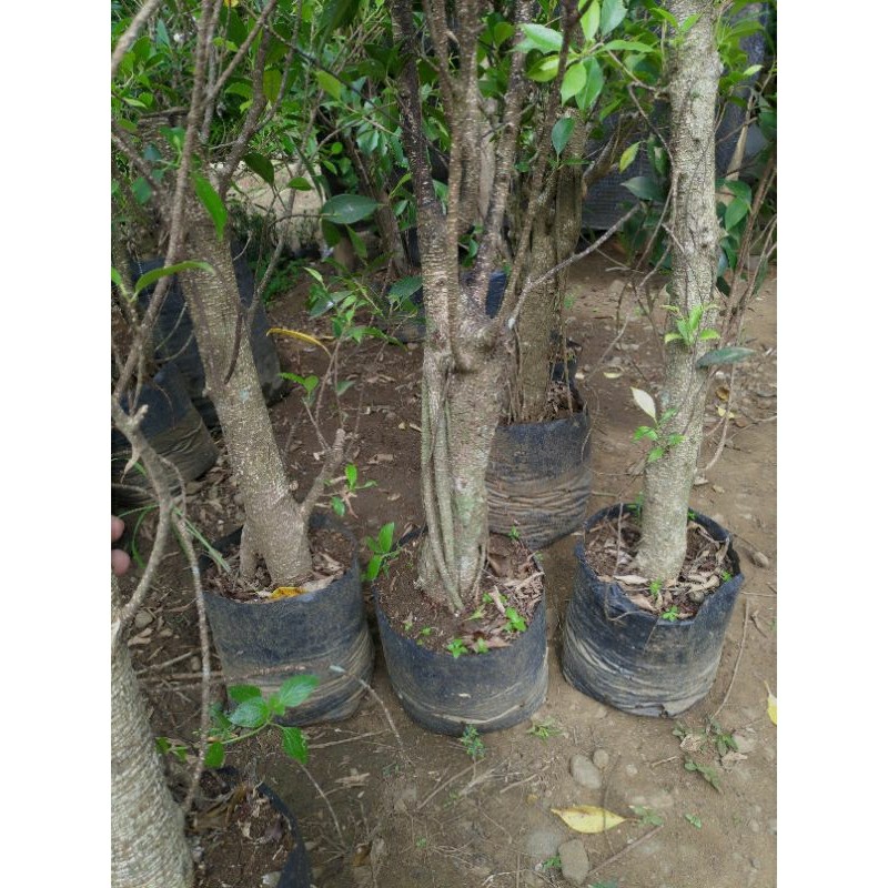 Happygardens Bahan Bonsai Bibit Beringin Kimeng Rawatan Indukan