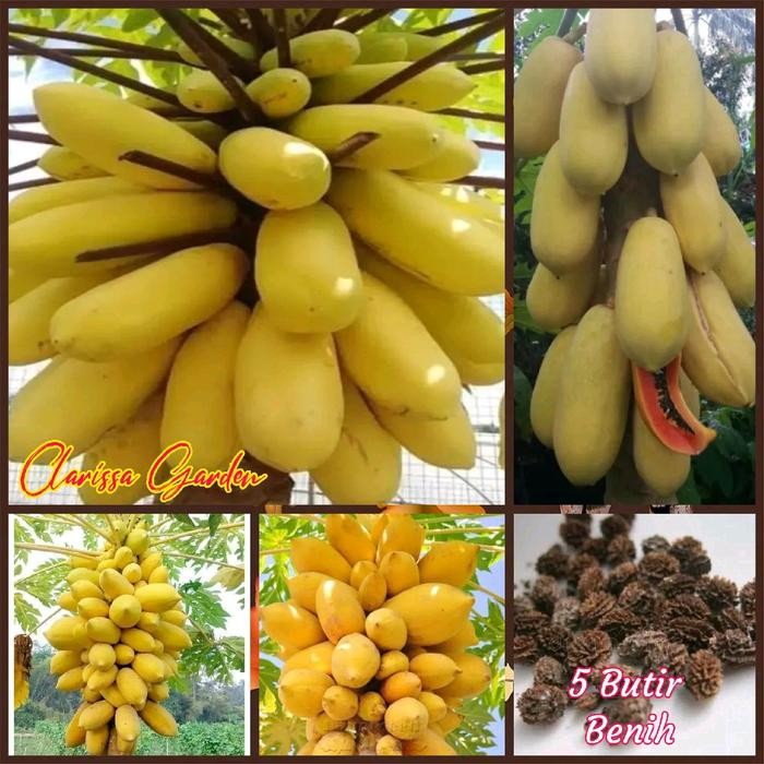 Ready Stock 5 Butir Benih Tanaman Pepaya Golden/Pepaya Gading Kuning