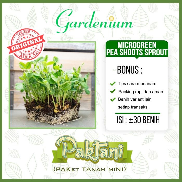 Ready Stock 30 Benih Microgreen Pea Shoot Sprout Kacang Polong Dou Miao Paktani