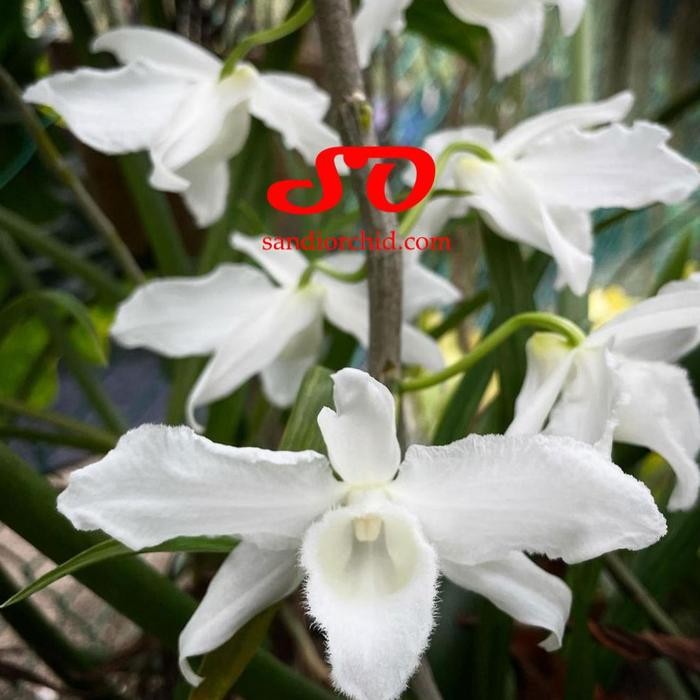 Ready Stock [ Remaja ] Dendrobium Anosmum Gigantea Var. Alba Anggrek Putih Yang Menawan Dengan Aroma