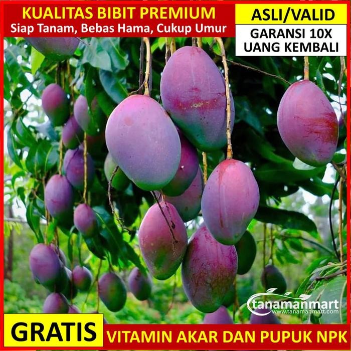 Ready Stock Bibit Mangga Irwin Asli Bergaransi, Pohon Mangga Valid Cangkok