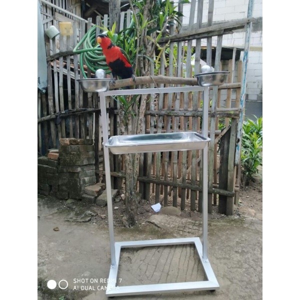 Tangkringan / Pangkringan Burung Kakatua Nuri Bayan (medium)