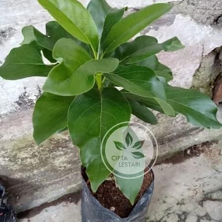 

Bibit Alpukat Mentega Pohon Alpukat Miki Miky Tanaman Buah Unik Langka