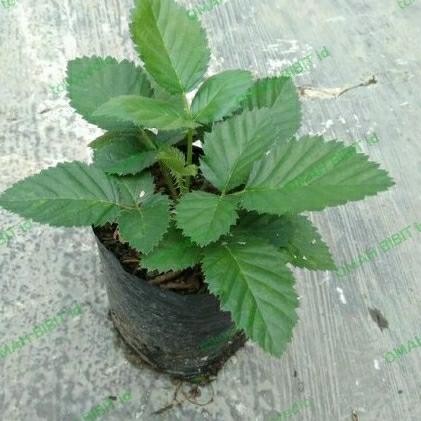 

BIBIT TANAMAN BUAH BLACKBERY