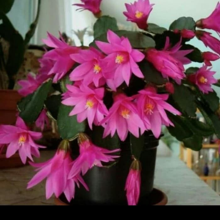 

Bibit Tanaman Hias Wijaya Kusuma Bunga Pink