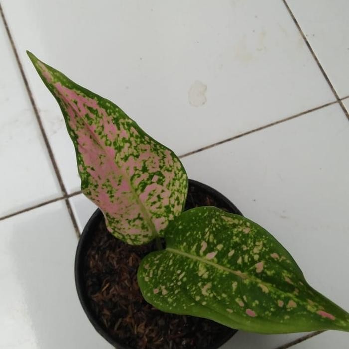 

bibit tanaman hias aglonema valentine