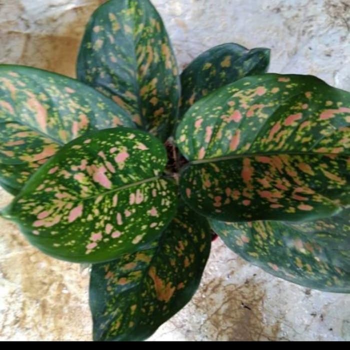 

Bibit tanaman hias aglonema rubby pink
