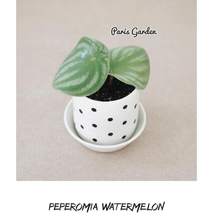 

TANAMAN HIAS PEPEROMIA WATERMELON - BIBIT TANAMAN PEPEROMIA WATERMELON