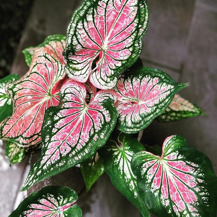 

Tanaman Hias Bibit Caladium Wayang-Keladi Wayang