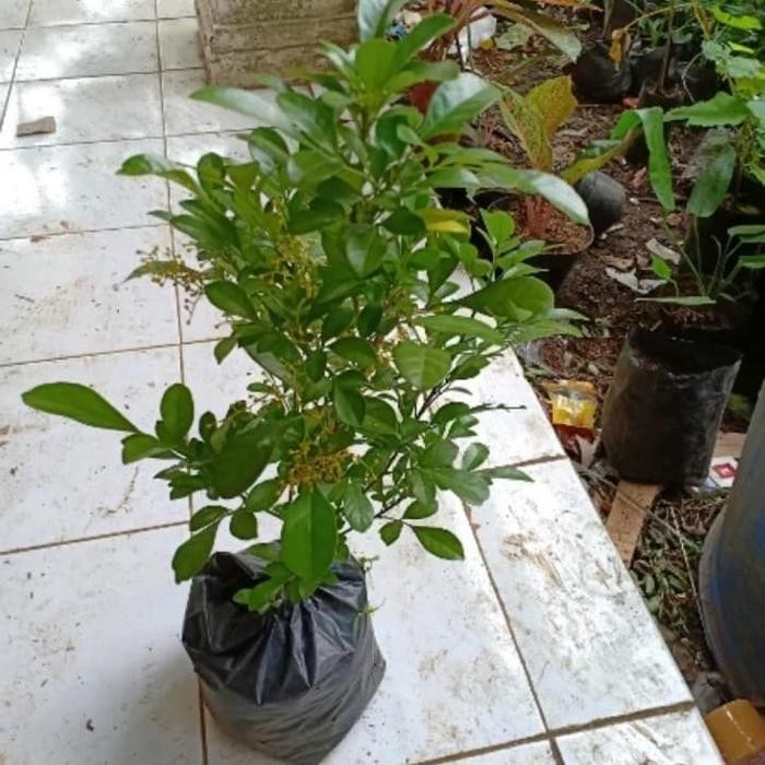 

bibit tanaman pacar cina/pohon daun culan pacar cina/kemuning cina