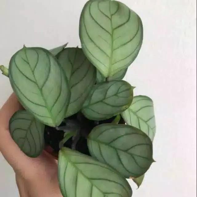 

Tanaman hias indoor chalatea amigris,bibit tanaman.