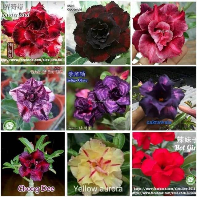 

bibit PAKET TANAMAN ADENIUM 9 Adenium