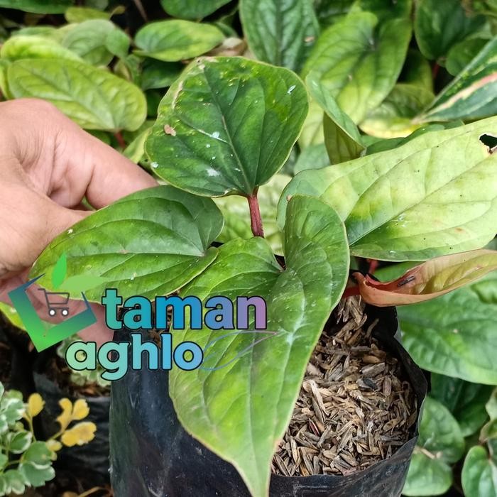 

tanaman hias bibit anthurium sirih