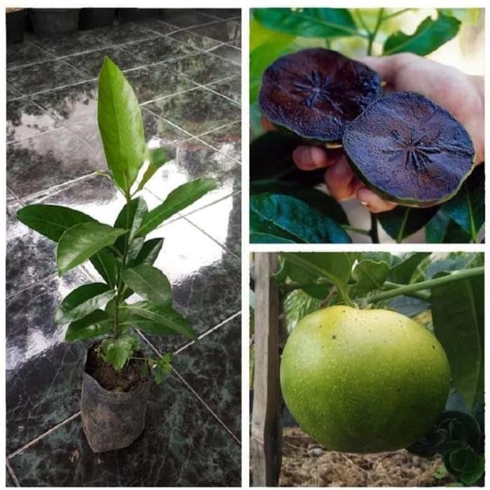 

Bibit Tanaman Black Sapote