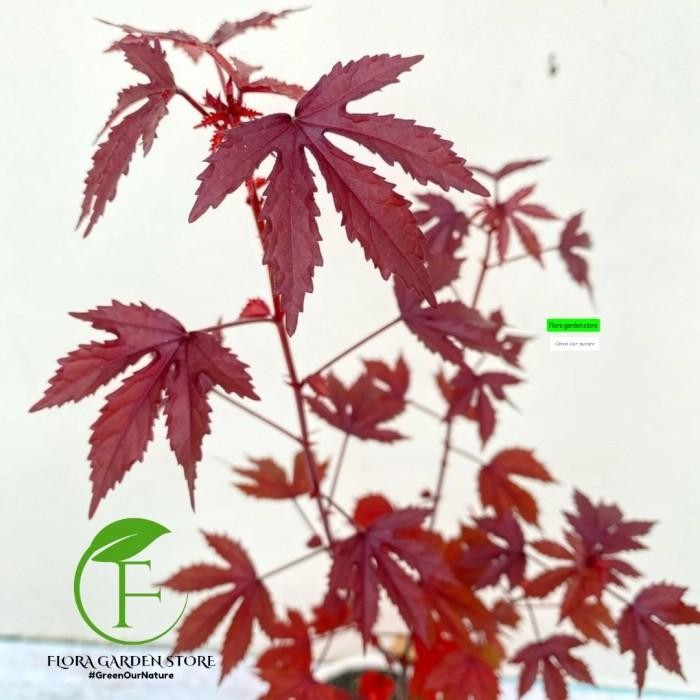 Tanaman Hias Red Maple / Bahan Bonasai Red Maple Japanese / Red Panama