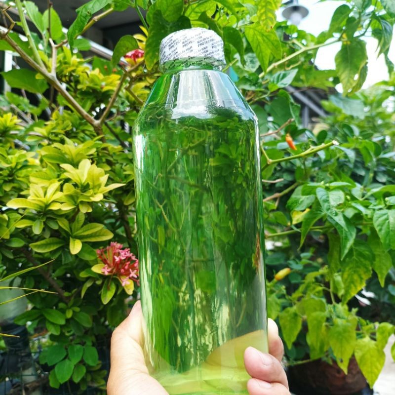 Minyak Kayu Putih Asli Ambon 1 Liter