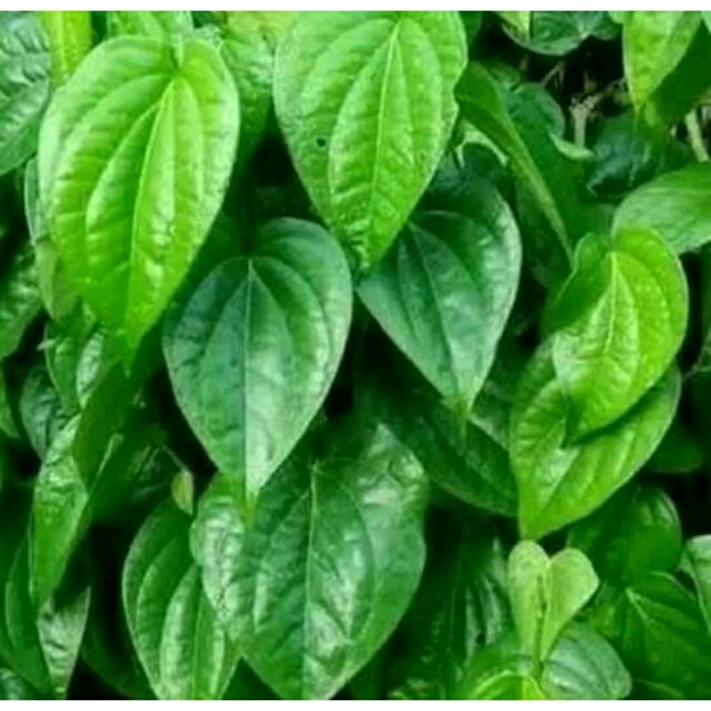 

Daun Sirih Hijau Segar 1 Kg Bahan Ecoprint