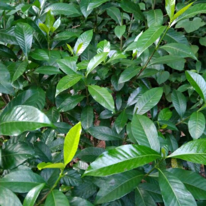 

Daun Kaca Piring Segar 1 Kg