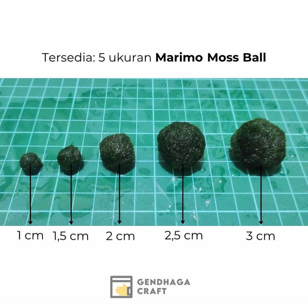 Fur Babies [Extra] Tiny Marimo - Marimo Moss Ball (Satuan) Marimo Hidup