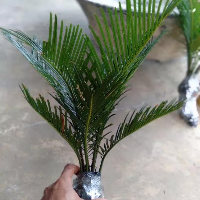 

Tanaman hias sikas/ pohon bibit sikas anakan pohon cicas