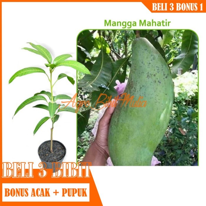 

Bibit Tanaman buah Mangga Mahatir