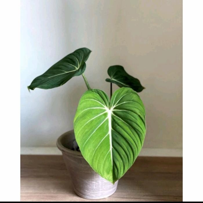 bibit tanaman hias philo gloriosum/pohon philo gloriosum