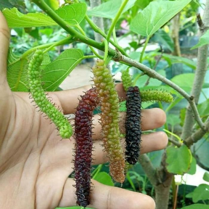 

Tanaman Bibit Buah Long Murbei ( Sudah Berbuah)