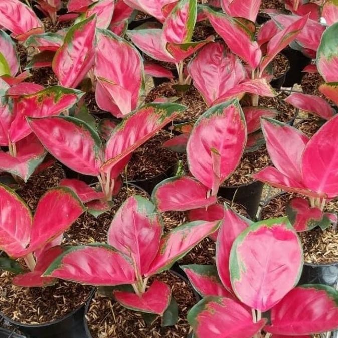 

Tanaman Hias Agelonema Suksom Jaipong bibit