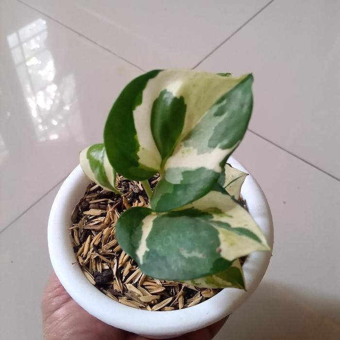 

Tanaman hias sri gading koin mini bibit