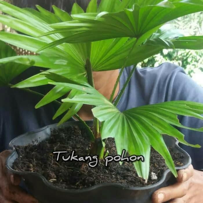 

bibit palem,sadeng,tanaman hias palem sadeng