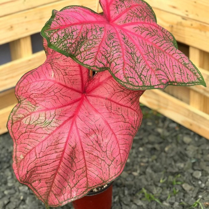 

Tanaman bibit keladi fanni munson / caladium fannimunson