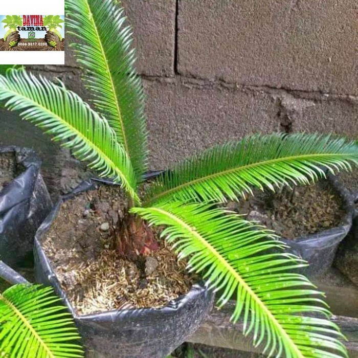 

tanaman hias bibit palem sikas