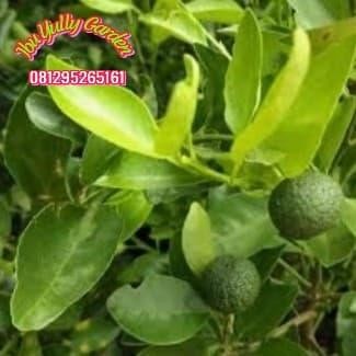 

Bibit Tanaman Limau atau Limo