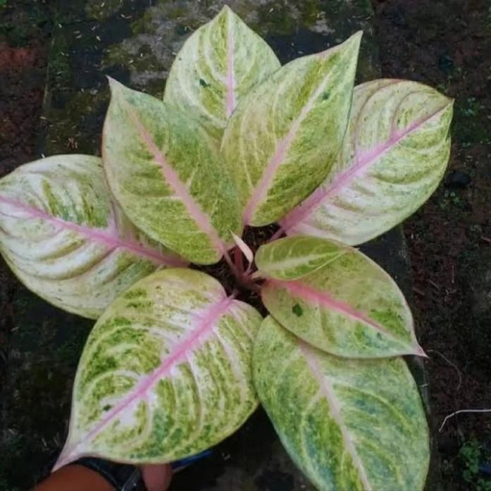 Tanaman hias Aglonema golden siam/bibit tanaman Aglonema golden siam