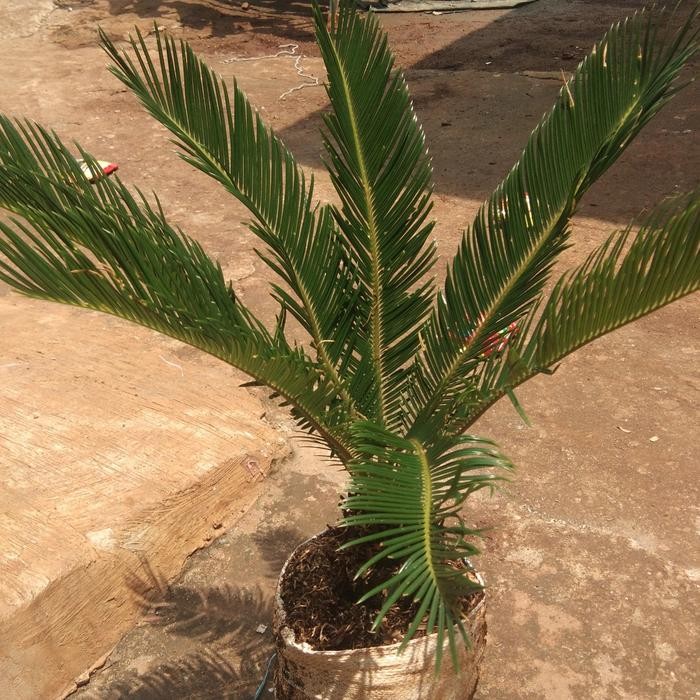 

tanaman hias palem sikas + pot tawon/bibit palm sikas